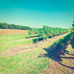 Fototapeta premium Grapes