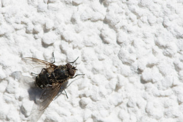 Obraz premium ephemeropteran fly on white stucco to warm her up