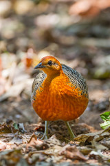 Portrait close up of very rare bird Ferruginous Partridge