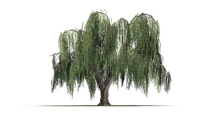 group weeping willow - isolated on white background - obrazy, fototapety, plakaty