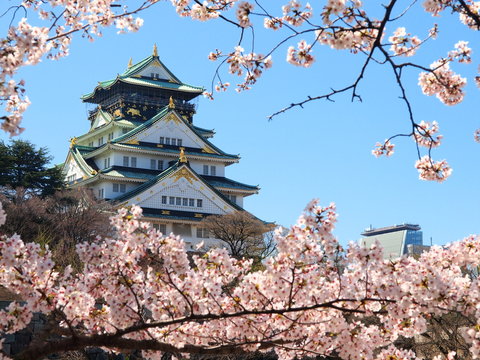 Fototapeta 春の大阪城