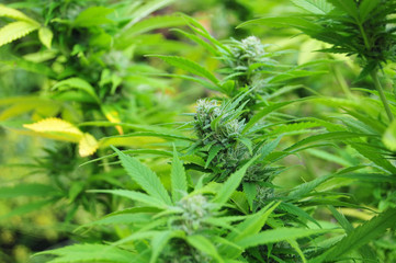 Cannabis plant at flowering stage