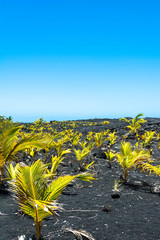 Seedlings on the lava field in Big Island, Hawaii