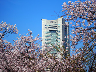 ランドマークと桜
