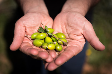 Fresh Argan Fruits picked up from a tree