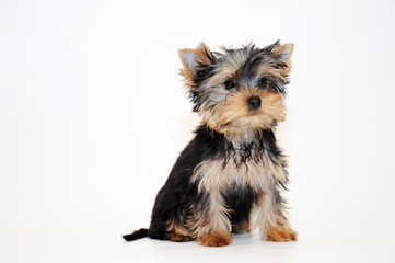 Fototapeta na wymiar Yorkshire Terrier Puppy