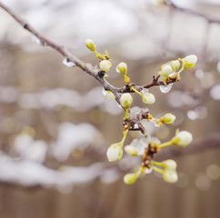 Blossoming branches of trees