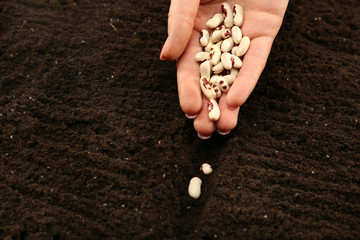 Female hand planting white bean seeds in soil, closeup