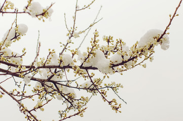 Snow on the blossom trees in spring