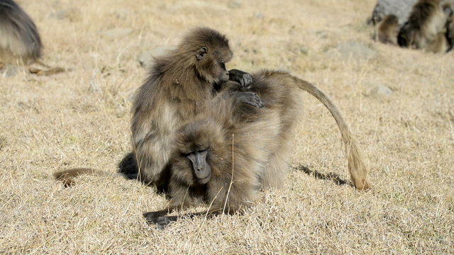Gelada baboon in the Simien Mountains National Park, Ethiopia