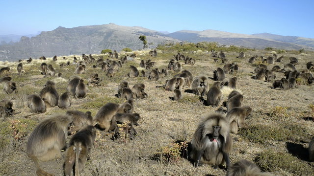 Gelada baboon in the Simien Mountains National Park, Ethiopia