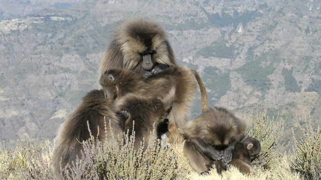 Gelada baboon in the Simien Mountains National Park, Ethiopia