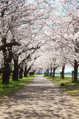 桜の並木道
