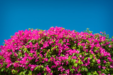 Flowering bush on the hotel in Egypt