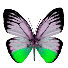 Beautiful  Fancy Green butterfly isolated on white background (O