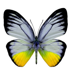 Beautiful  Fancy Yellow butterfly isolated on white background (