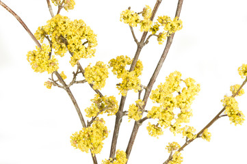 Cornus mas