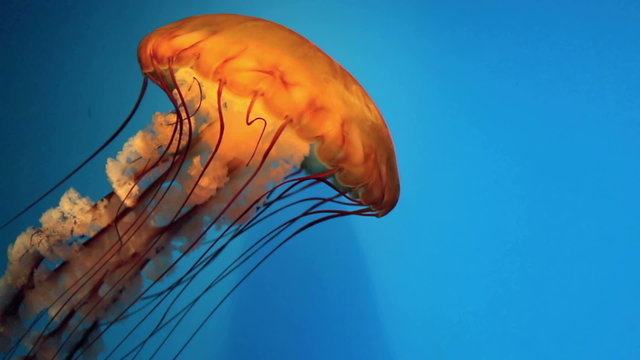 Orange Jellyfish