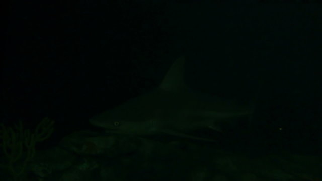 Shark In Darkness