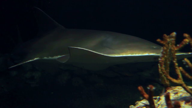 Sawfish In Darkness