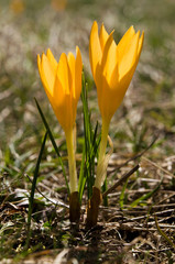 Crocus flavus