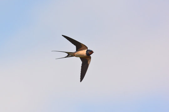 rondine (Hirundo rustica) in volo