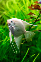 Tropical fish PTEROPHYLLUM SCALARE