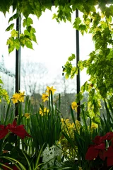 Garden poster Narcissus daffodil