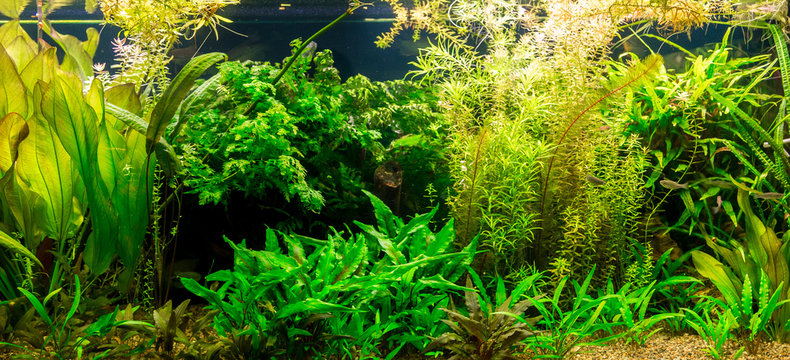 Fototapeta Ttropical freshwater aquarium with fishes