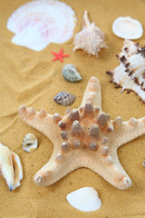 Fototapeta na wymiar Seashells and starfish on sand