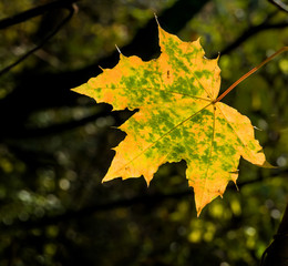 ein Blatt im Herbst