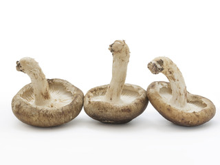 椎茸