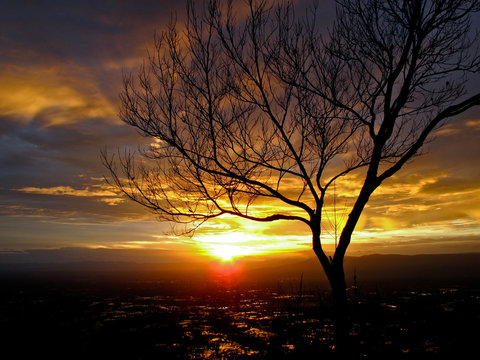 Tree branches on the sunset background