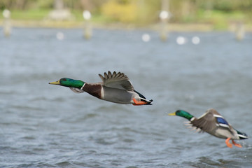 Obraz premium Mallard, Anas platyrhynchos