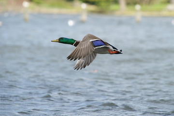 Obraz premium Mallard, Anas platyrhynchos