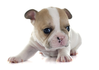 puppy french bulldog