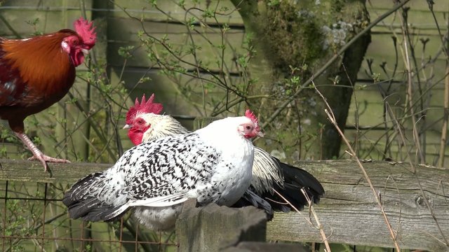 Hühner auf dem Zaun