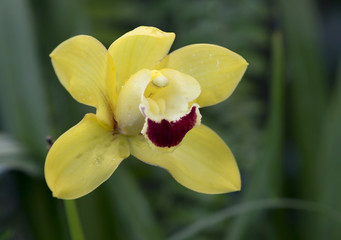 Орхидея Цимбидиум Лоу
