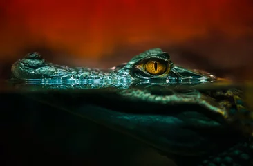 Deurstickers Krokodil krokodil alligator close-up