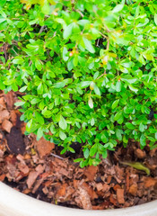 Green plant from top view
