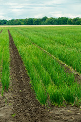 Fototapeta premium Agricultural field with onion