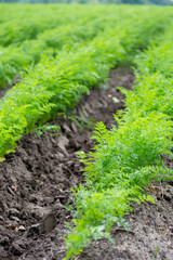 Carrots growing on a field in summer