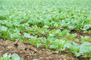 Cabbage field
