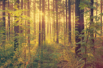 sunset in the woods, instagram retro style