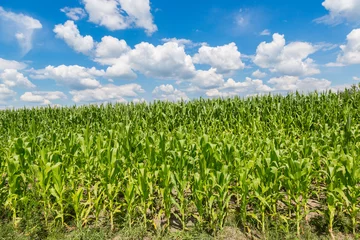 Foto op Plexiglas Green corn field © Sergii Figurnyi
