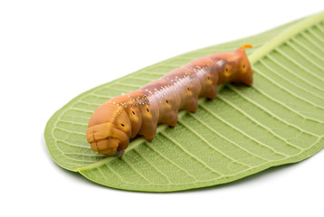Caterpillar on white background