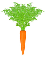 carrots with leaf