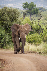 African Elephant In The Wild