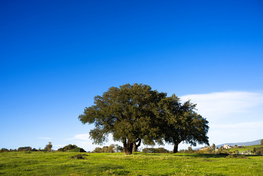 Sardegna, querce e campagna in primavera