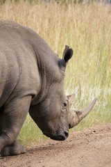 A Rhinoceros in an African Game Park